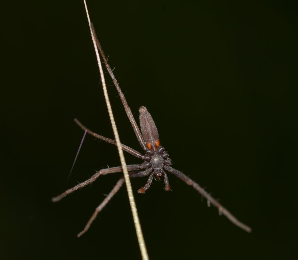 Pisaura sp., maschio - Grosseto